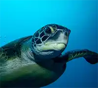 Miniatura 20 - Bautismo de Buceo en Costa Adeje