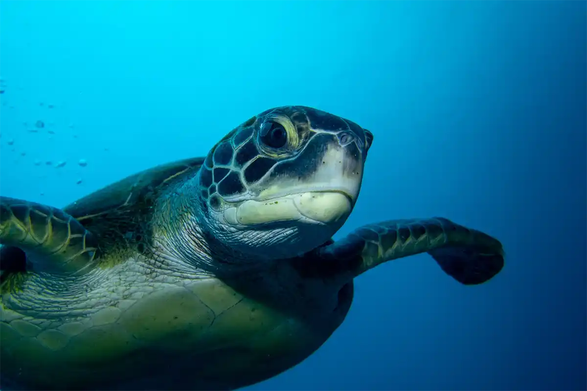 Bautismo de Buceo en Costa Adeje - Foto 20