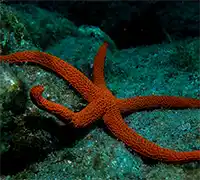 Miniatura 6 - Bautismo de Buceo en Costa Adeje