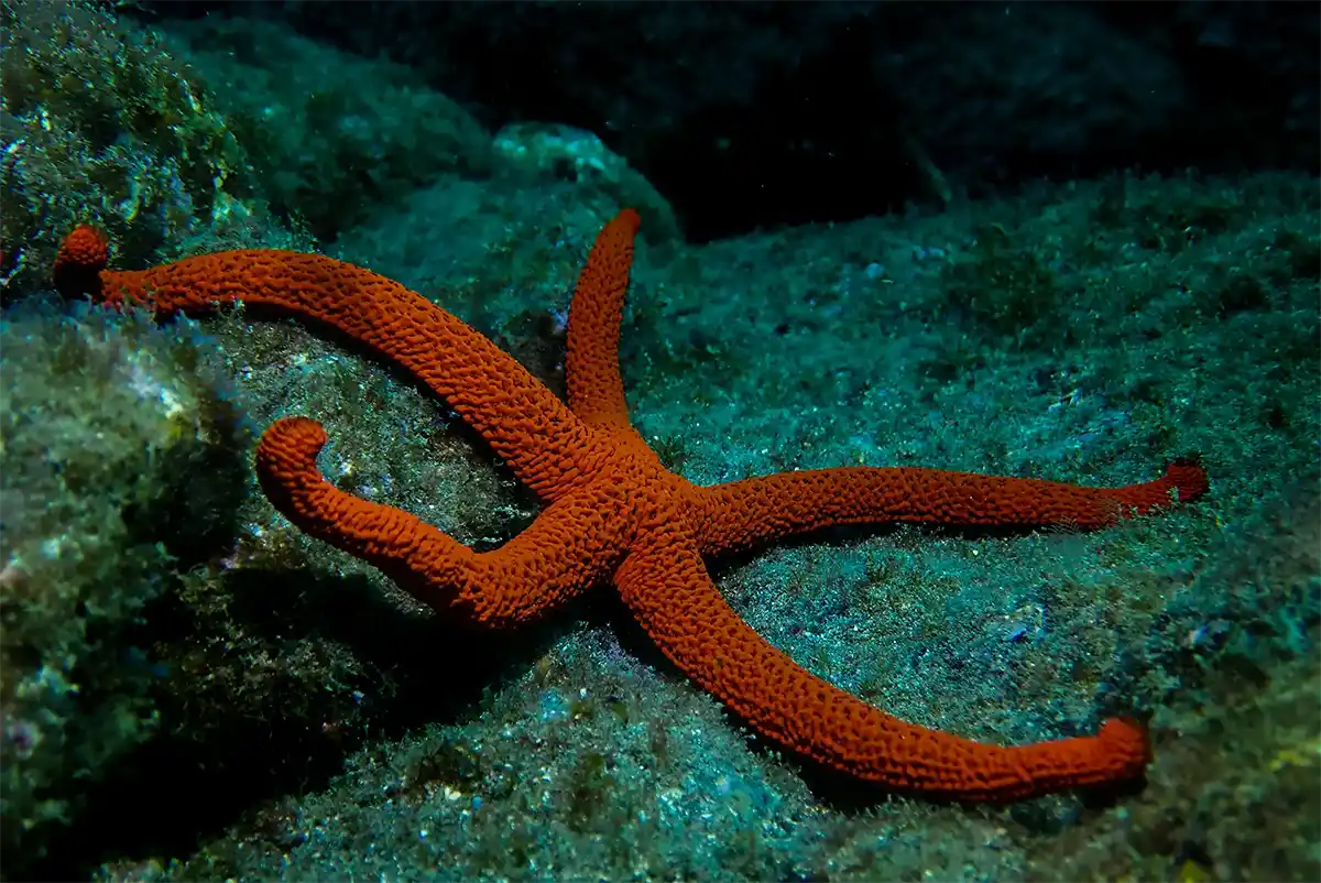 Bautismo de Buceo en Costa Adeje - Foto 6