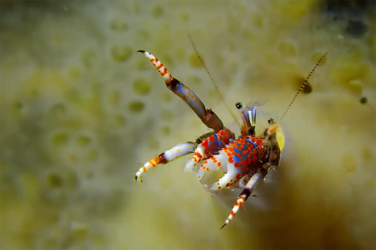 Scuba Diving for Certified Divers in Costa Adeje - Foto 10