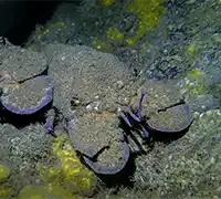 Thumbnail 12 - Scuba Diving for Certified Divers in Costa Adeje
