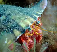 Thumbnail 13 - Scuba Diving for Certified Divers in Costa Adeje