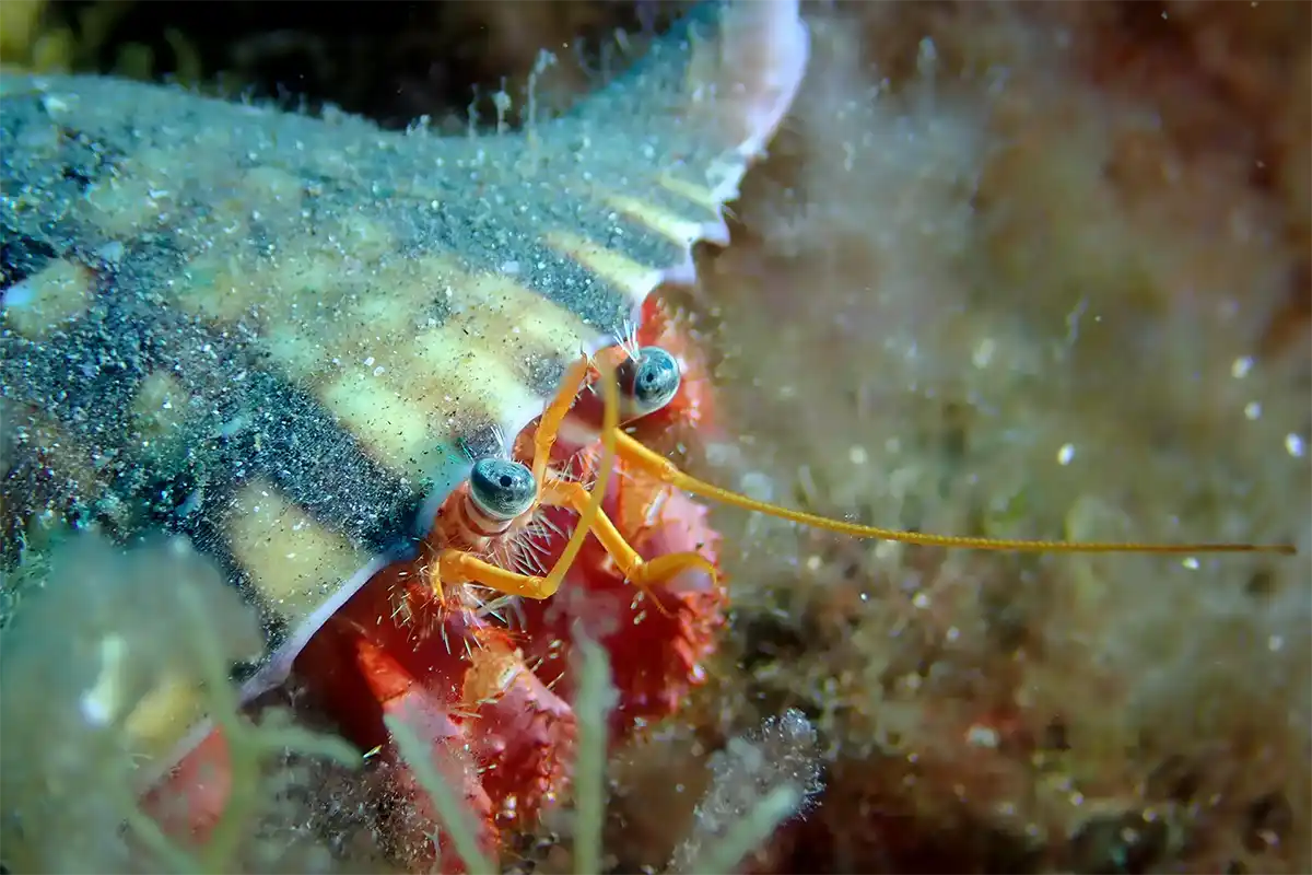 Scuba Diving for Certified Divers in Costa Adeje - Foto 13