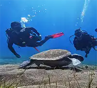 Thumbnail 16 - Scuba Diving for Certified Divers in Costa Adeje