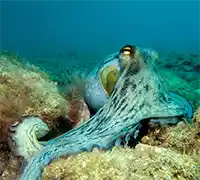 Thumbnail 17 - Scuba Diving for Certified Divers in Costa Adeje