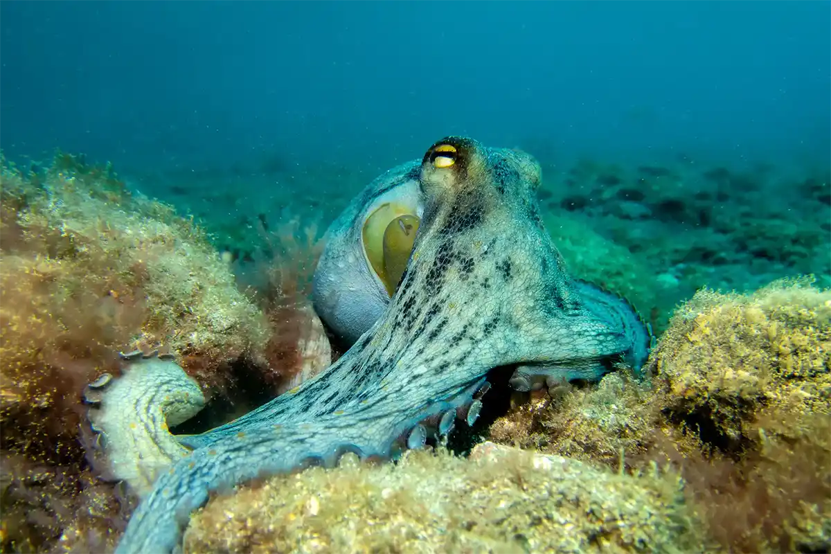 Scuba Diving for Certified Divers in Costa Adeje - Foto 17