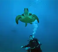 Thumbnail 2 - Scuba Diving for Certified Divers in Costa Adeje