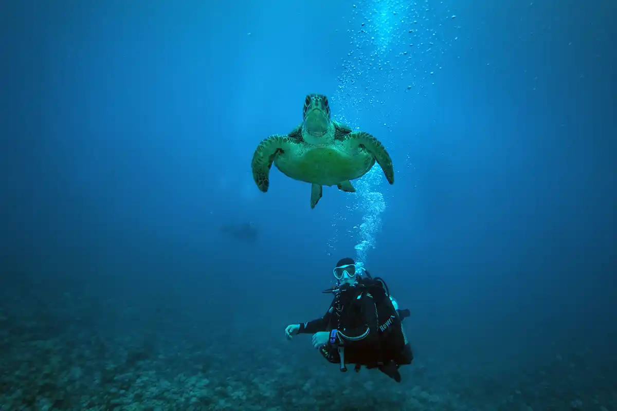 Scuba Diving for Certified Divers in Costa Adeje - Foto 2