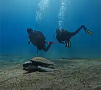 Thumbnail 4 - Scuba Diving for Certified Divers in Costa Adeje