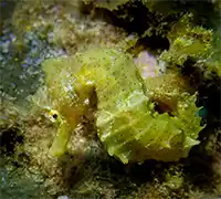 Thumbnail 5 - Scuba Diving for Certified Divers in Costa Adeje