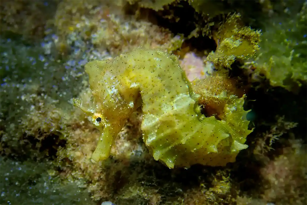 Scuba Diving for Certified Divers in Costa Adeje - Foto 5
