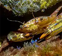Thumbnail 8 - Scuba Diving for Certified Divers in Costa Adeje