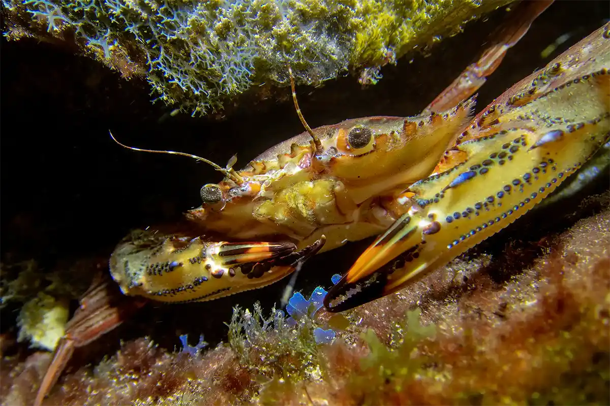 Scuba Diving for Certified Divers in Costa Adeje - Foto 8