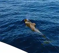 Miniatura 15 - Catamarán por Costa Adeje (3 Horas)