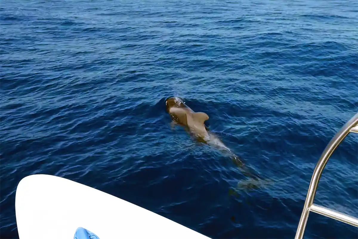 Catamarán por Costa Adeje (3 Horas) - Foto 15