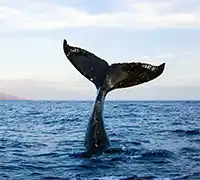 Miniatura 18 - Catamarán por Costa Adeje (3 Horas)