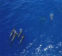 Miniatura 19 - Catamarán por Costa Adeje (3 Horas)
