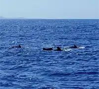 Miniatura 24 - Catamarán por Costa Adeje (3 Horas)