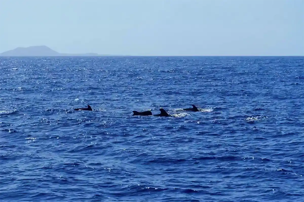 Catamarán por Costa Adeje (3 Horas) - Foto 24