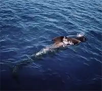 Miniatura 5 - Catamarán por Costa Adeje (3 Horas)