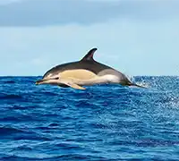 Miniatura 14 - Avistamiento de Cetáceos en Catamarán a Vela