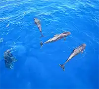 Miniatura 16 - Avistamiento de Cetáceos en Catamarán a Vela