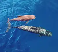 Miniatura 26 - Avistamiento de Cetáceos en Catamarán a Vela