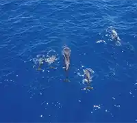 Miniatura 33 - Avistamiento de Cetáceos en Catamarán a Vela