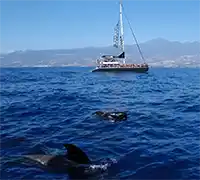 Miniatura 38 - Avistamiento de Cetáceos en Catamarán a Vela
