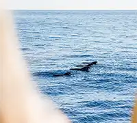 Miniature 12 - Vision Sous-Marine à Costa Adeje (3 Heures)