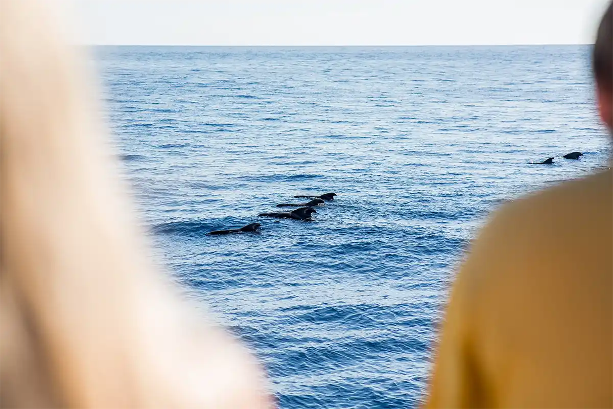Vision Sous-Marine à Costa Adeje (3 Heures) - Foto 12
