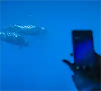Miniature 14 - Vision Sous-Marine à Costa Adeje (3 Heures)