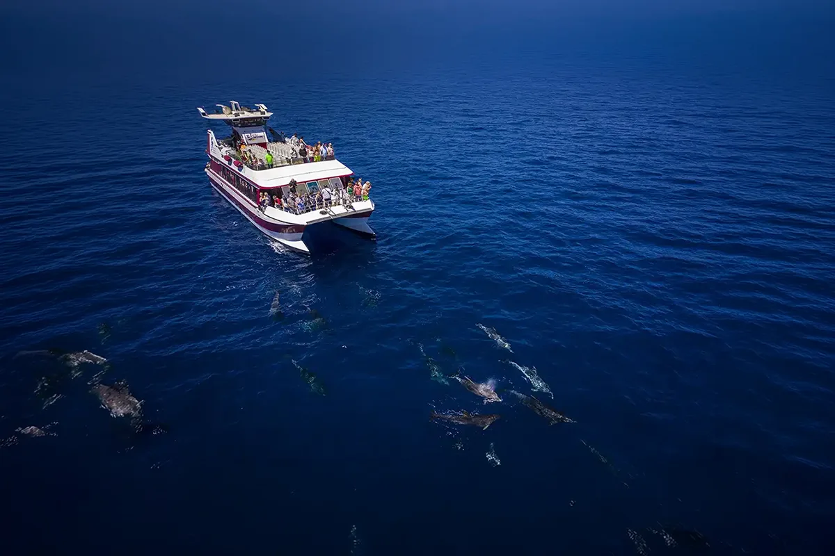 Vision Sous-Marine à Costa Adeje (3 Heures) - Foto 4