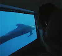 Miniature 7 - Vision Sous-Marine à Costa Adeje (3 Heures)