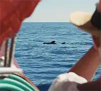 Miniature 8 - Vision Sous-Marine à Costa Adeje (3 Heures)