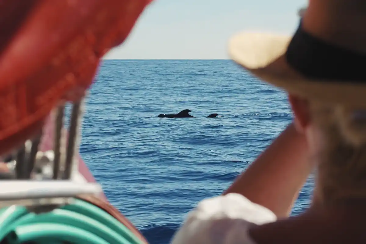 Vision Sous-Marine à Costa Adeje (3 Heures) - Foto 8