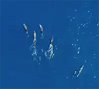Miniature 9 - Vision Sous-Marine à Costa Adeje (3 Heures)