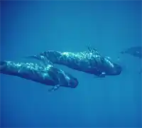 Vorschaubild 14 - Walbeobachtung mit Unterwassersicht