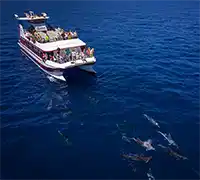 Vorschaubild 3 - Walbeobachtung mit Unterwassersicht