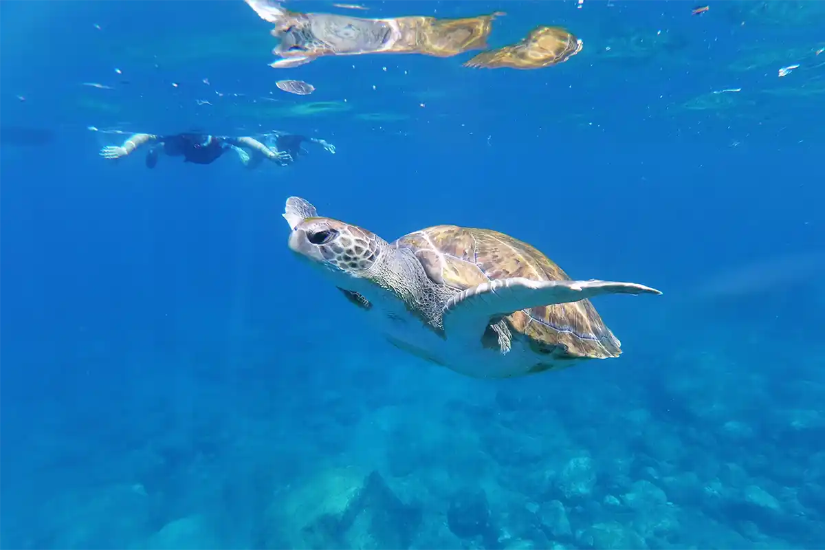Kajak-Abenteuer in Los&nbsp;Cristianos - Foto 16