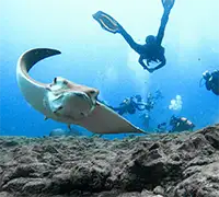 Vorschaubild 22 - Kajak-Abenteuer in Los&nbsp;Cristianos