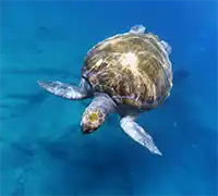 Vorschaubild 24 - Kajak-Abenteuer in Los&nbsp;Cristianos
