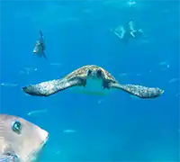 Vorschaubild 10 - Kajak- und Schnorchel-Safari in Los&nbsp;Cristianos