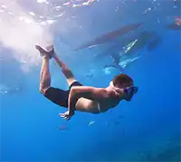 Vorschaubild 9 - Kajak- und Schnorchel-Safari in Los&nbsp;Cristianos