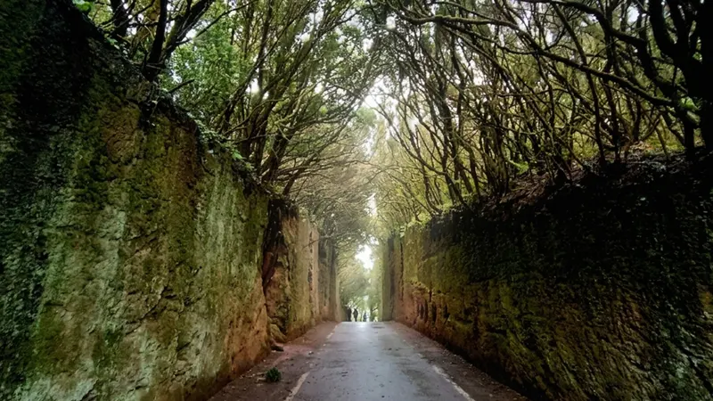 Randonnée à Anaga, Punta del Hidalgo et Cruz del Carmen