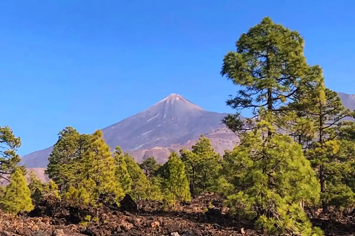 Teide, Masca, Garachico e Icod - Foto 15