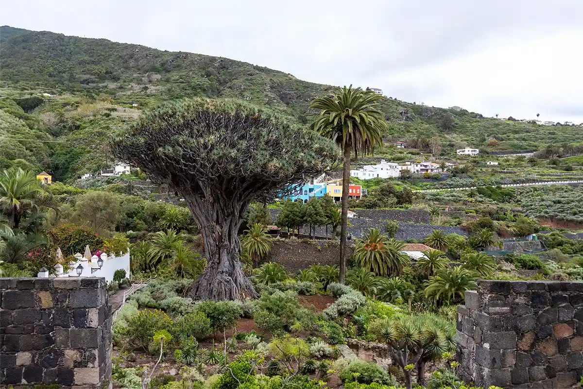 Teide, Masca und Garachico - Foto 2