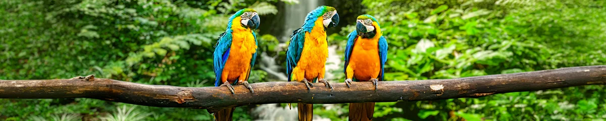 Parcs et attractions à Tenerife