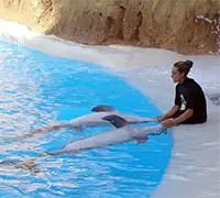 Vorschaubild 10 - Loro Parque